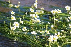 Le Loiret et le patrimoine naturel