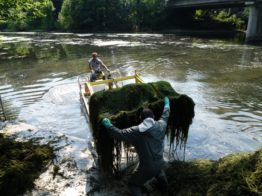 Intervention pour lutter contre les espèces invasives